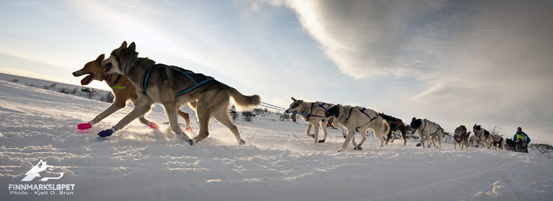 finnmarkslopet-2013-musher-husky-handleur-pagnoux-dupe-pontier-02