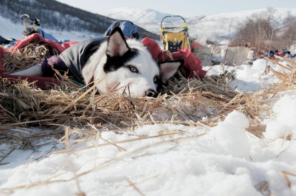 finnmarkslopet-2013-musher-husky-handleur-pagnoux-dupe-pontier-03