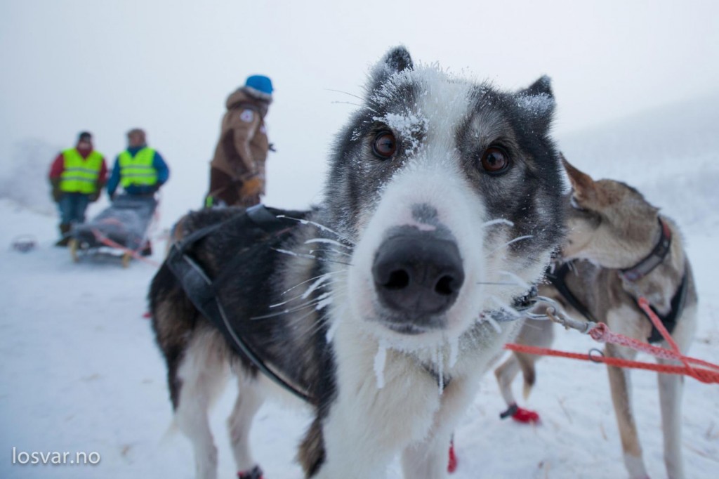 finnmarkslopet-2013-musher-husky-handleur-pagnoux-dupe-pontier-07