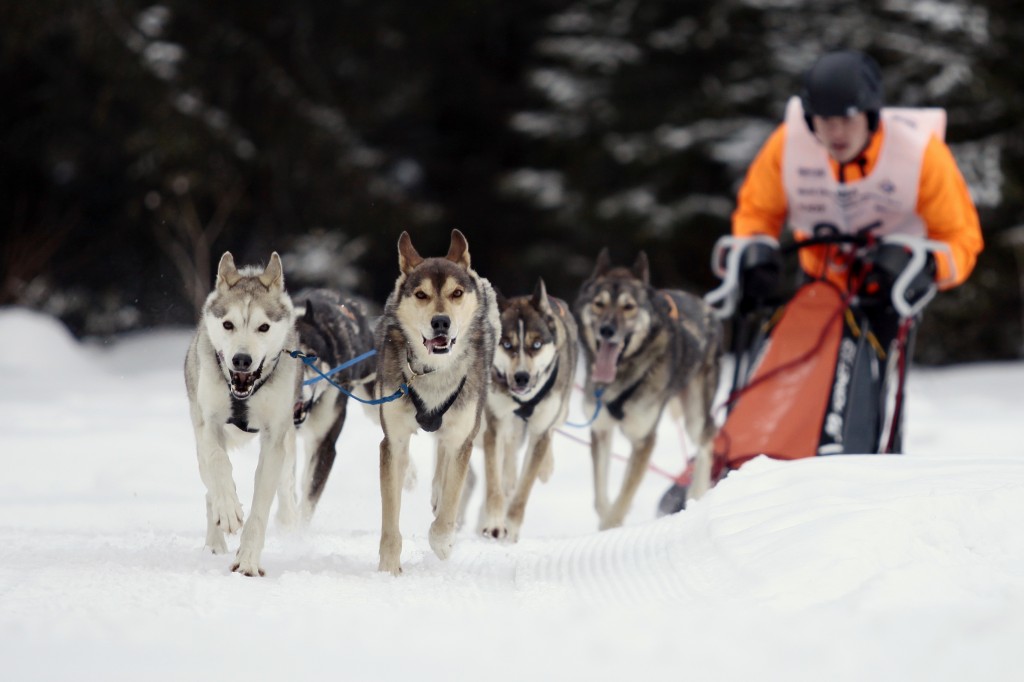 romain-logeais-course-husky-champion-patrick-musher-handler-01