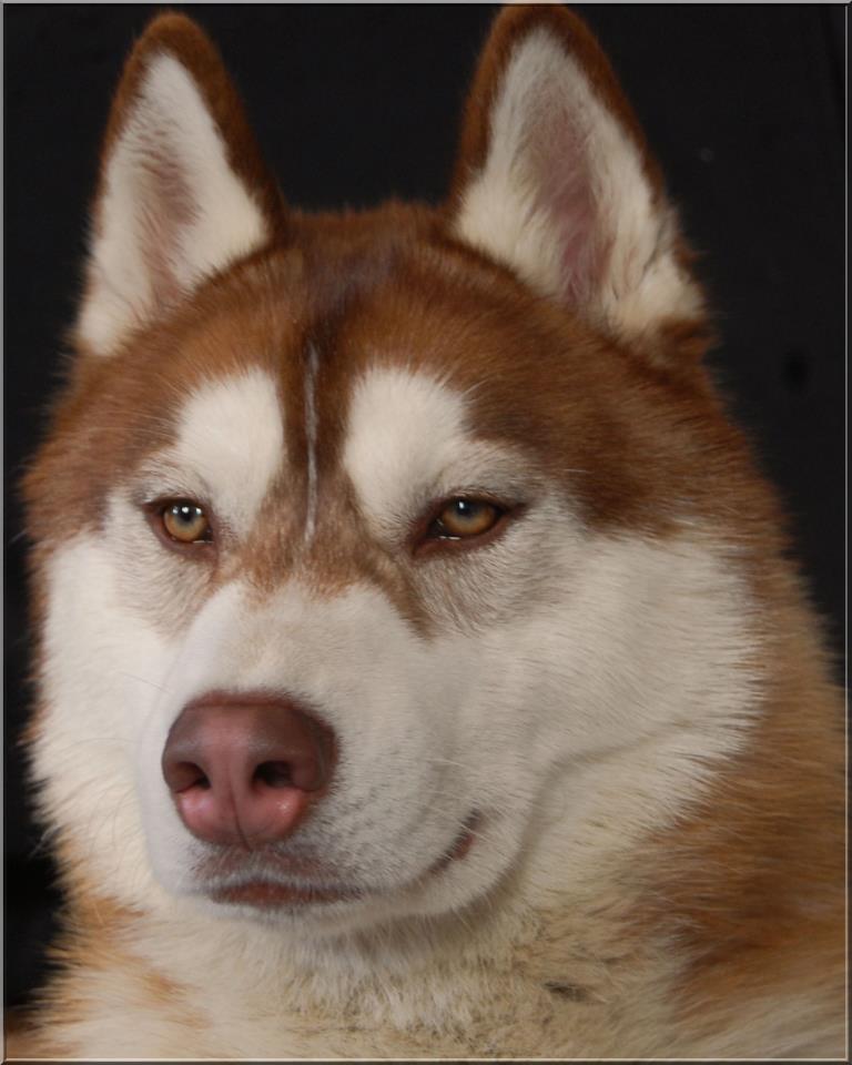 arkos-husky-siberien