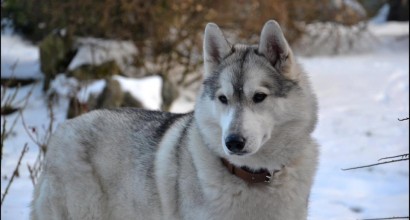 Husky, Neige