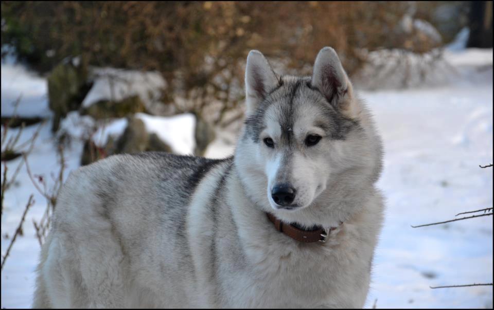 husky,neige,chiot,siberien