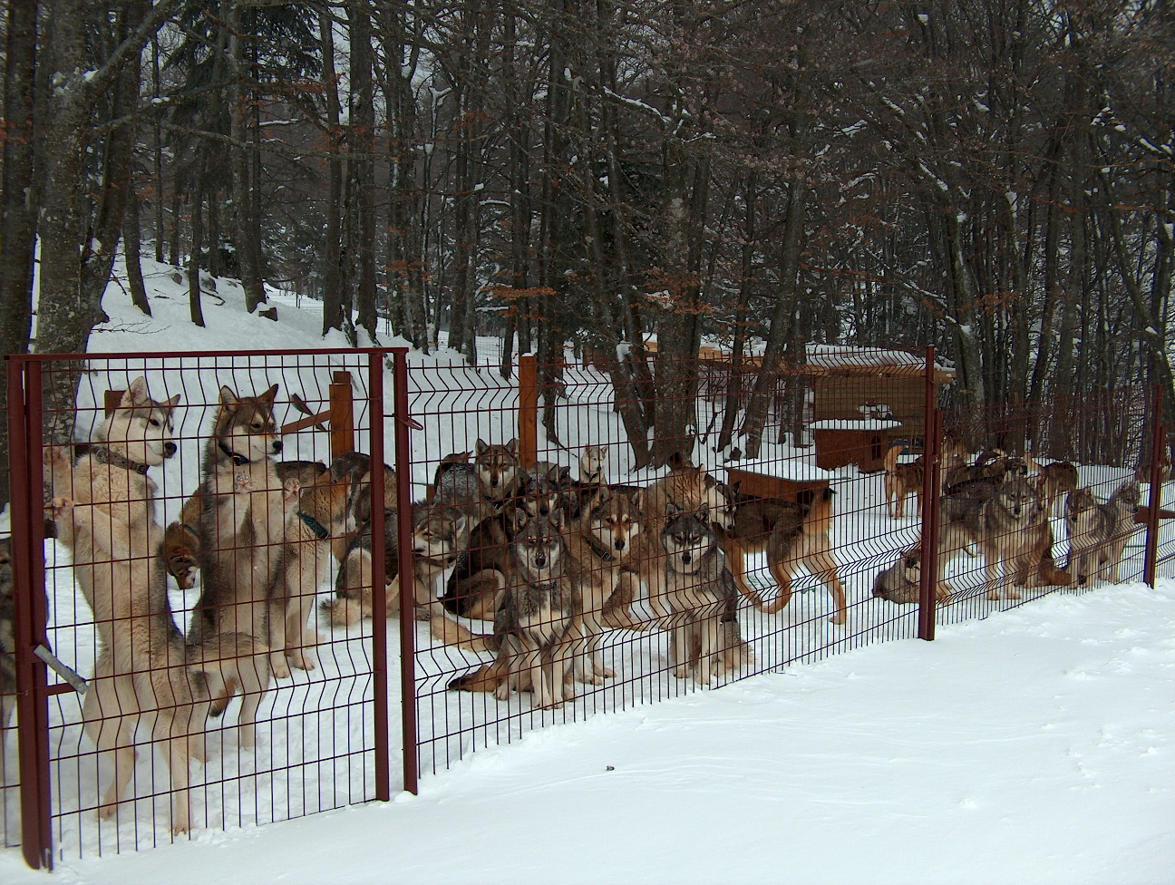 Loup-Parc-valerie-duretail-meute