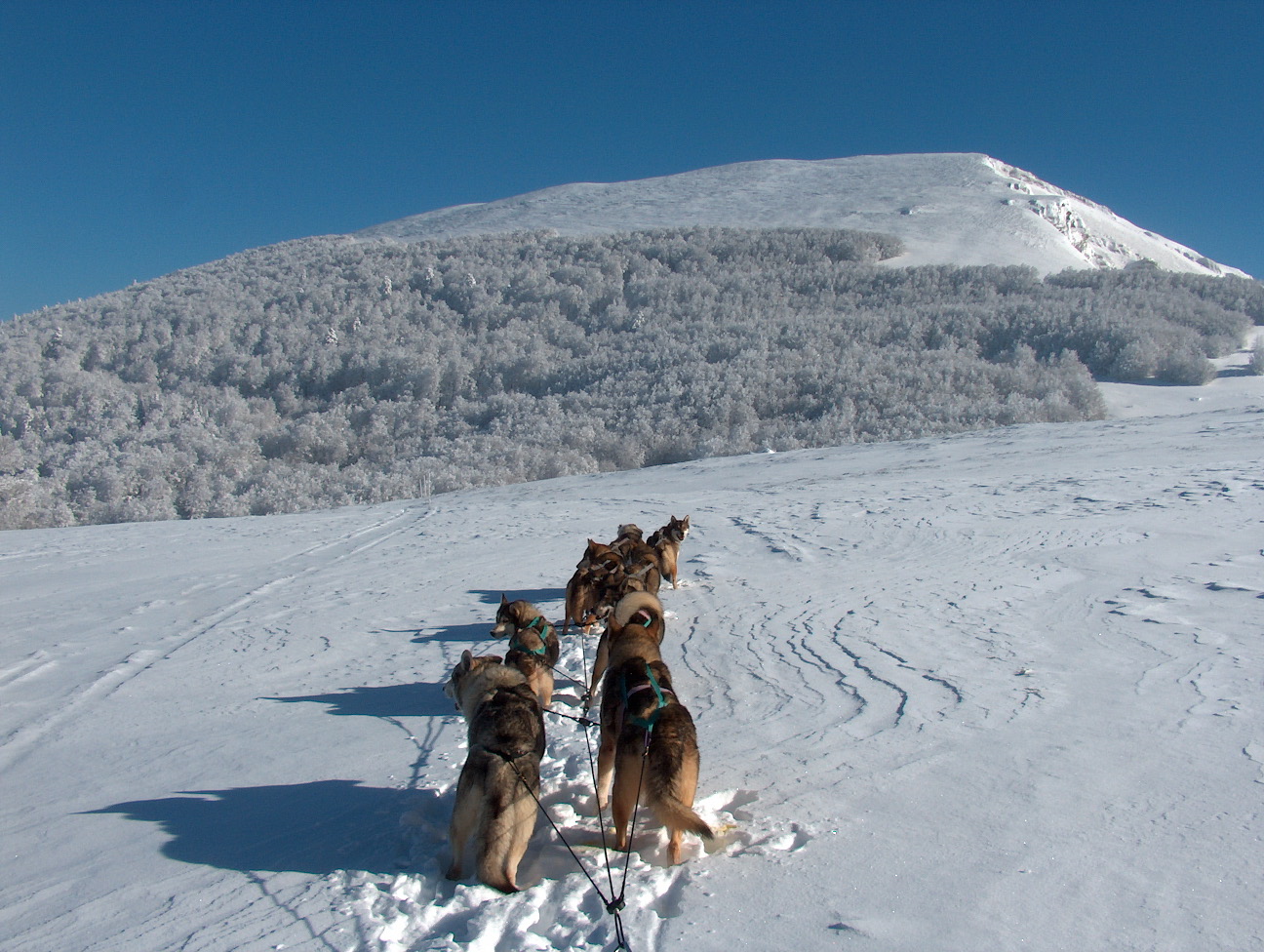 paysage-loup-valerie-duretail-meute-neige