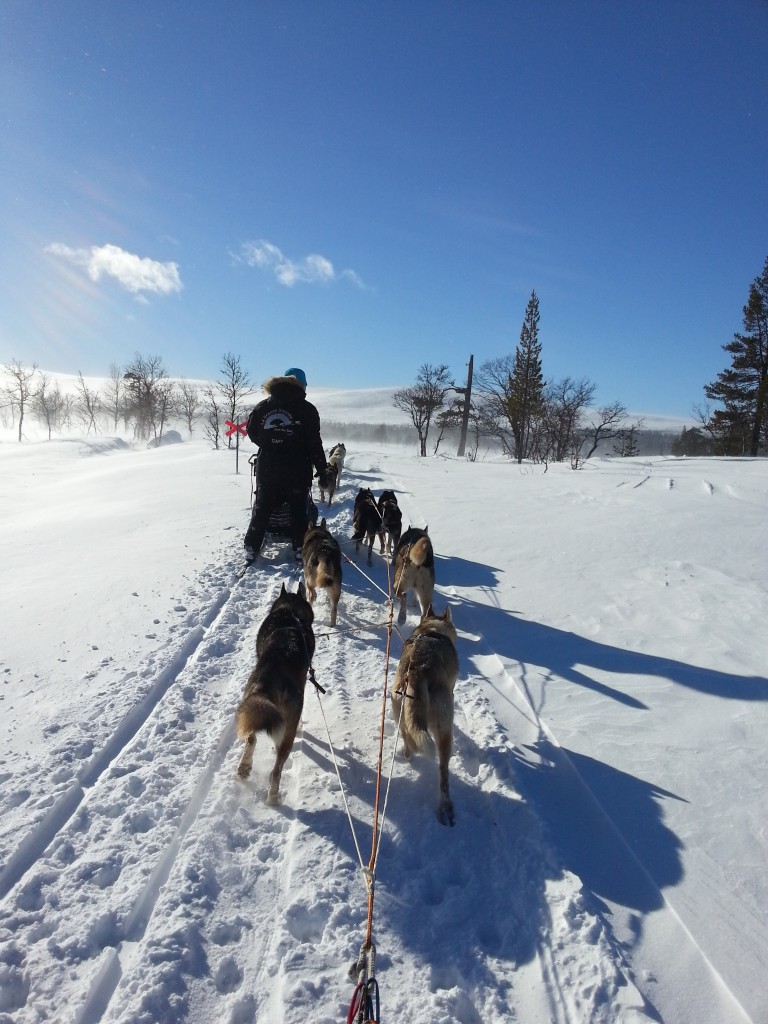 paysage-loup-valerie-duretail-meute-neige-catherine-fontaine