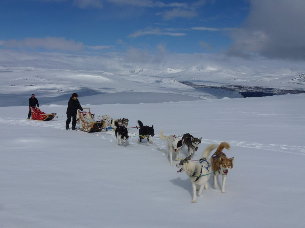 alaskan,team,francois,pagnoux,finnmark,finnmarkslopet,husky,lgo,grande,odyssee,mavas1