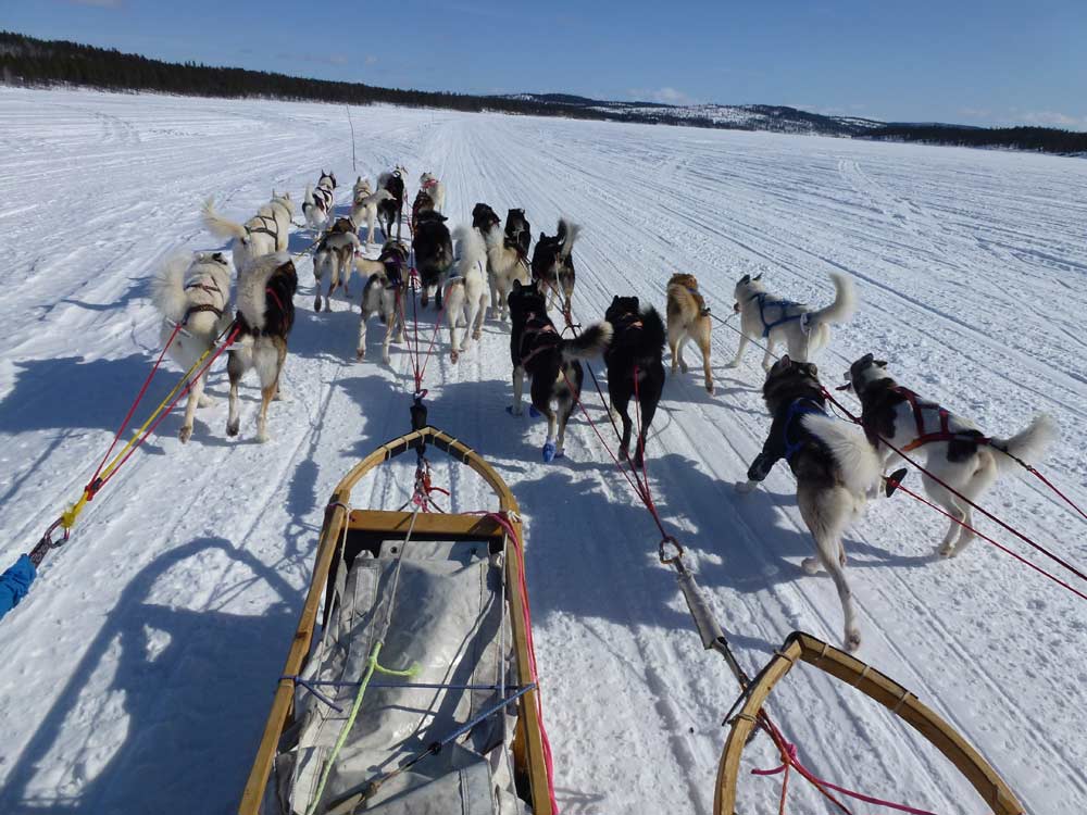 alaskan,team,francois,pagnoux,finnmark,finnmarkslopet,husky,lgo,grande,odyssee,mavas2013