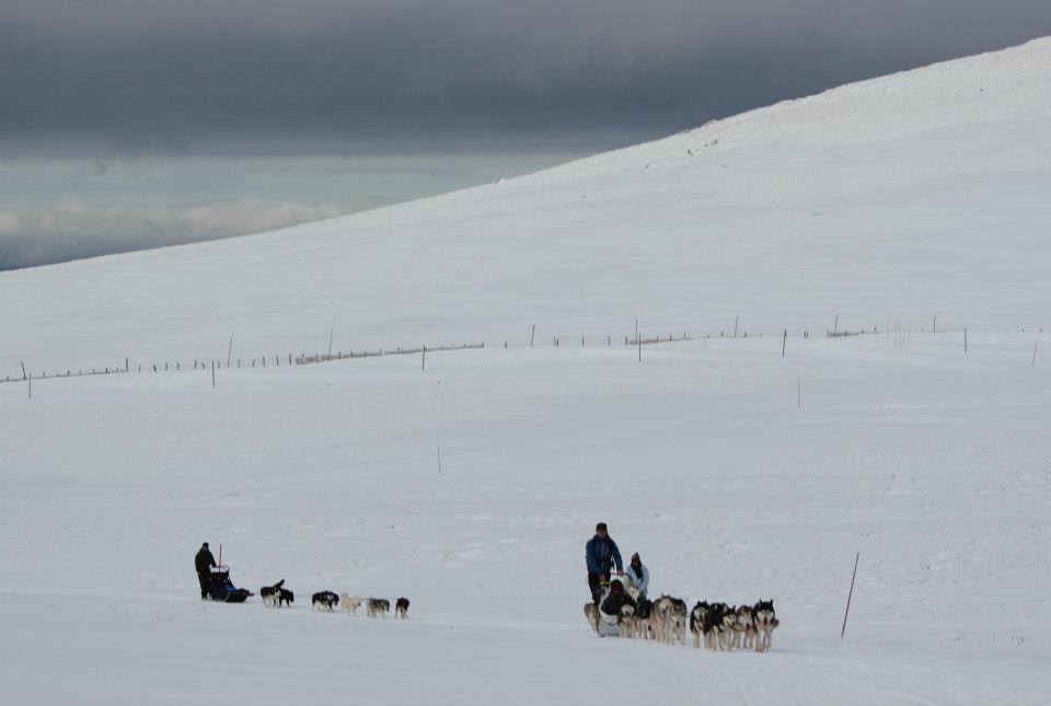 musher,pro,mathieu,lamblin,formation,diplome,husky,mushing,02