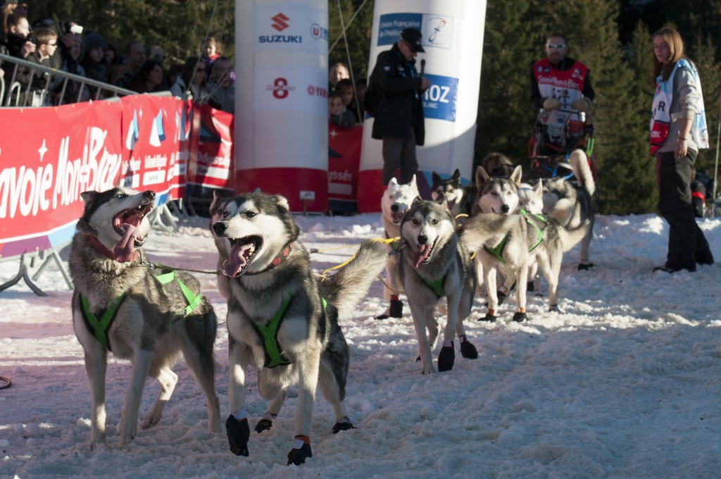 handleur,lgo,grande,odyssée,musher,husky,start,depart