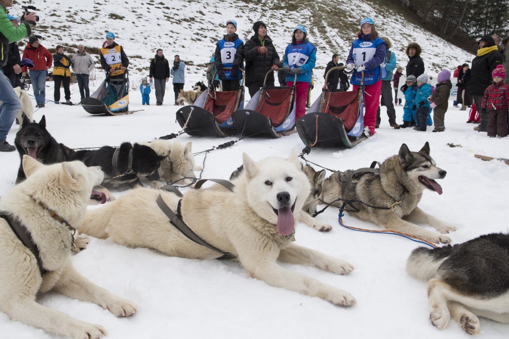 lgo,grande,odyssee,musher,handleur,course,trophée,pontier,muffat.husky