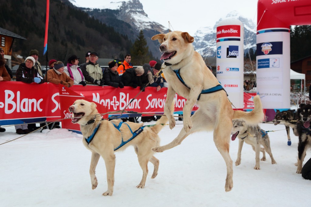 lgo,grande,odyssee,musher,handleur,course,trophée,pontier,muffat,chien