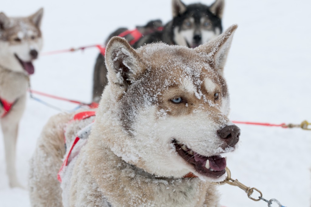 lgo,grande,odyssée,husky