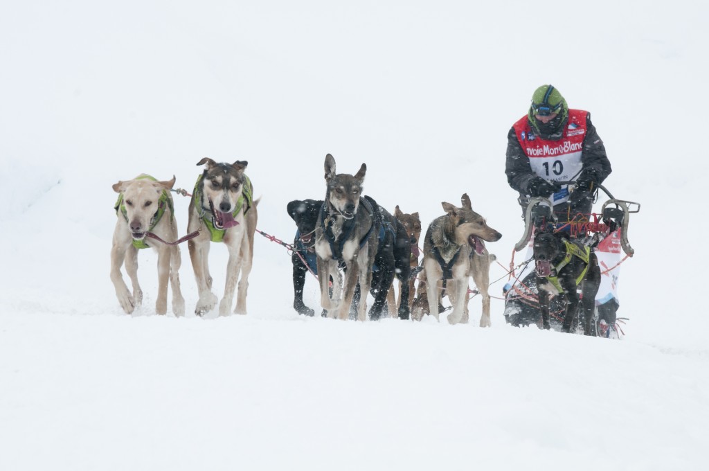 lgo,grande,odyssée,husky,bivouac,alaskan