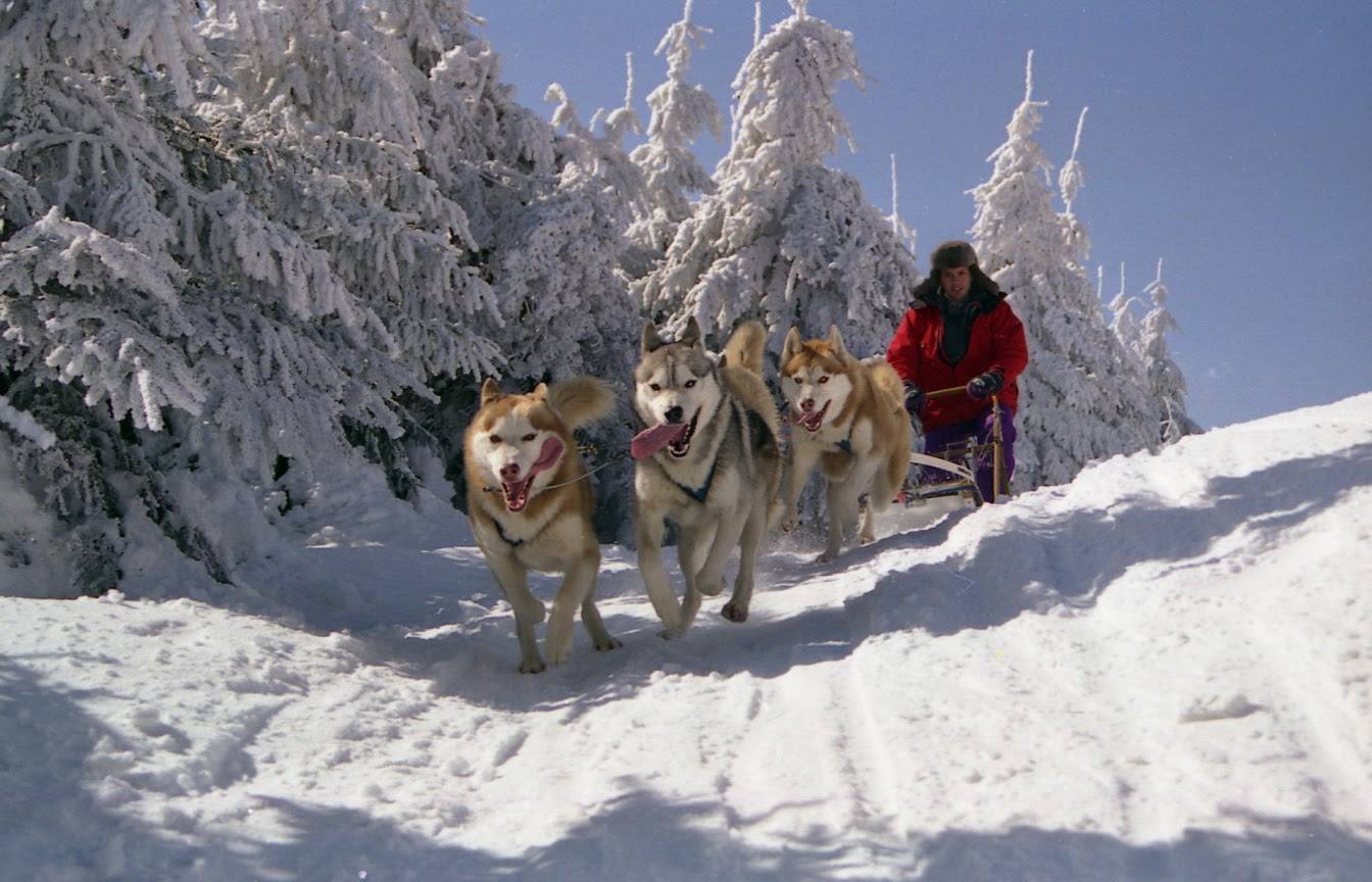 serge,metier,husky,alaskan,yukon,iditarod,video,internet,mushing,fontaine,mathis,catherine,01