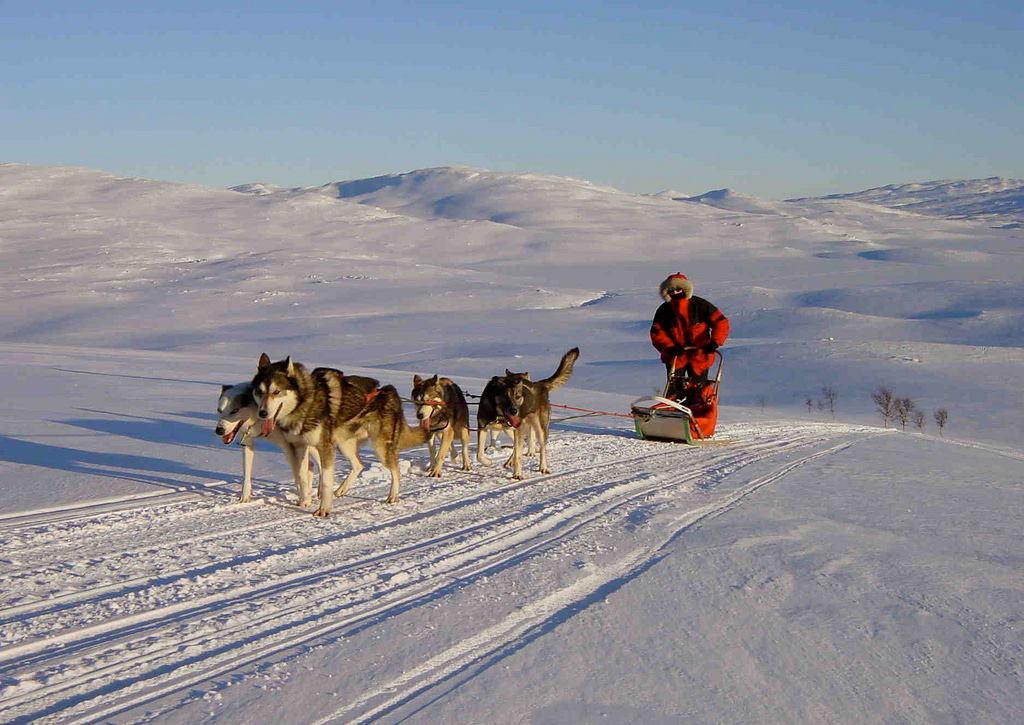 serge,metier,husky,alaskan,yukon,iditarod,video,internet,mushing,fontaine,mathis,catherine,02