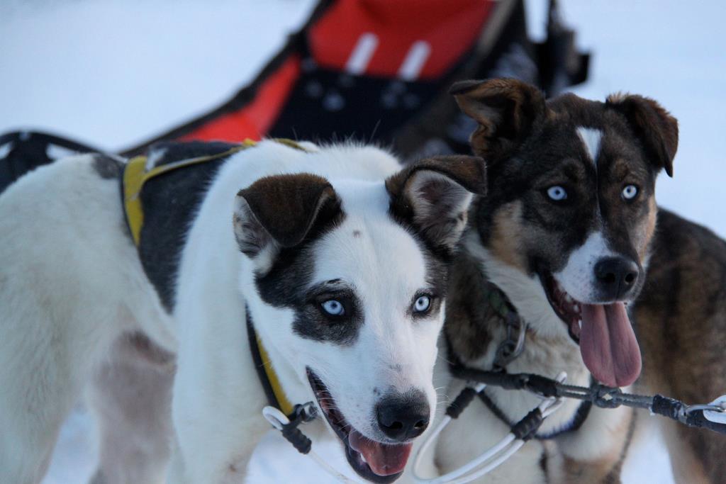 serge,metier,husky,alaskan,yukon,iditarod,video,internet,mushing,fontaine,mathis,catherine,03