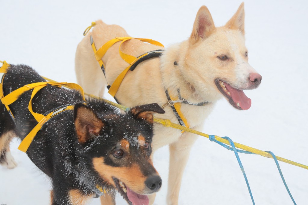 Daniel,juillaguet,musher,mushing,husky,alaskan,chien,lgo,amundsen,odysée,05