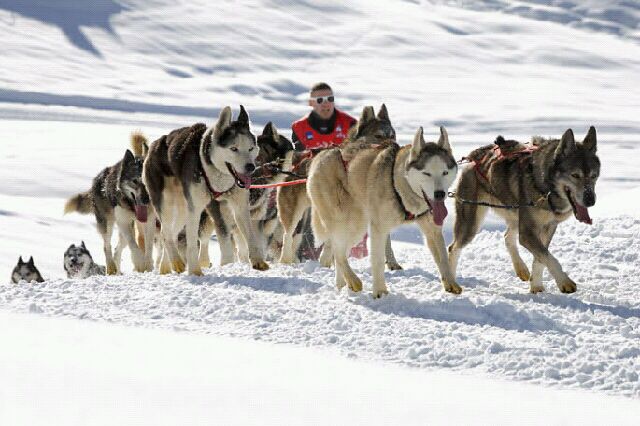 greg,coffre,musher,husky,odyssé,lgo,mushing,05