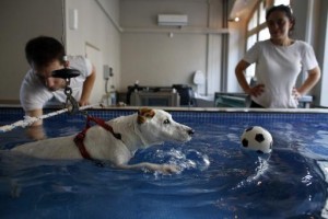 réeducation-centre-pour-animaux-alforme