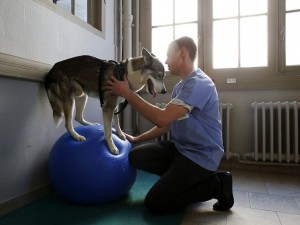 réeducation des nimaux au centre ALFORME