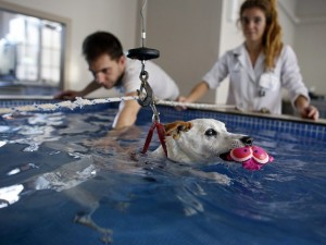 réeducation-chien-piscine-alforme